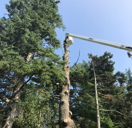Tree removal with bucket truck