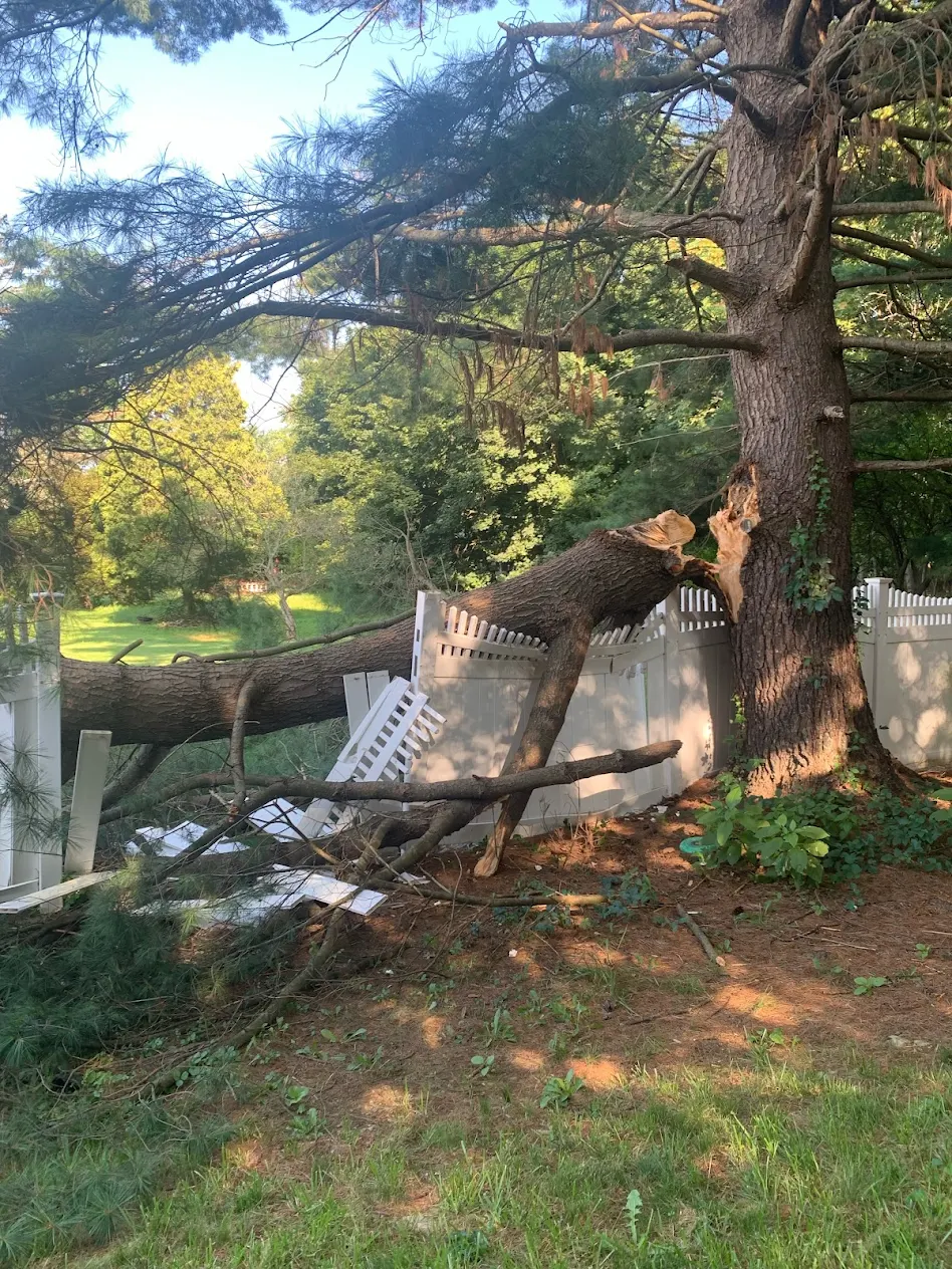 Fallen tree on fence requiring removal