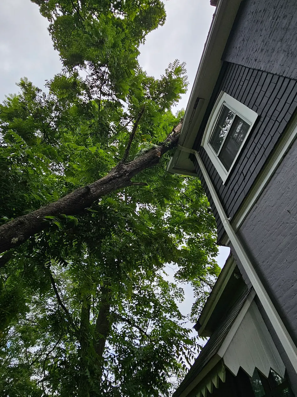 Tree branch near house requiring removal
